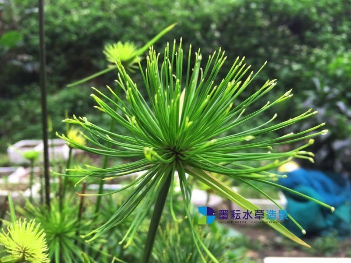 @墨耘 水草造景@日本紙莎草/紙莎草(水上葉) 1株/10元 耐熱 中景 不需CO2 新手級