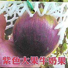 花花世界_水果苗--紫色大果牛奶果--星蘋果/3.5吋盆/高30-45公分/Ts