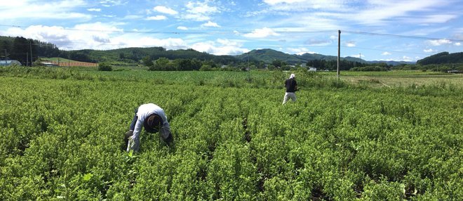 大賀屋 日本製 100%北見薄荷油 食用級 口罩噴霧 北海道限定 清涼防蚊噴霧 精油 20mL J00051045