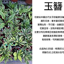 心栽花坊-玉簪/隨機出品不挑/3.5吋/綠化植物/室內植物/觀葉植物/售價150特價100