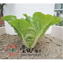 【野菜部屋~】F32 青尼龍白菜種子3.4公克 , 葉柔嫩 , 食用口感好 , 每包15元 ~