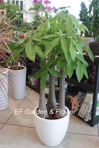 【EF Garden & Flower益豐園藝】馬拉巴栗(發財樹) 開運擺設、財位、選舉送禮 、開幕送禮