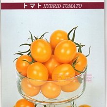 【野菜部屋~】L36 日本金珍珠小蕃茄種子 3 粒 , 早生 , 長勢旺 , 每包15元~