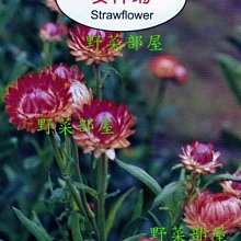 【野菜部屋~】Y45 麥桿菊Strawflower~天星牌原包裝種子~每包17元~