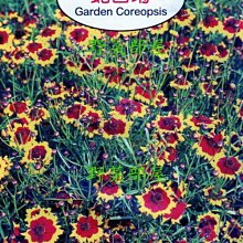 【野菜部屋~】Y20 蛇目菊Garden Coreopsis~天星牌原包裝種子~每包17元~