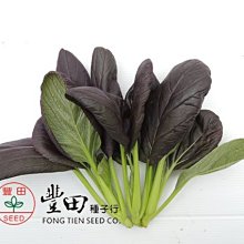 【野菜部屋~】E35 紫蘿蘭油菜種子20公克 , 質地柔嫩 , 纖維少 , 每包150元 ~