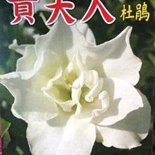 花花世界_季節花卉**貴夫人杜鵑**5-6吋盆/高10~20CM/MA