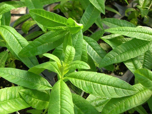 花花世界-香草植物*檸檬馬鞭草*防臭木-香水木/5吋盆/高15-25cm / 很受歡迎的花草茶 /MA