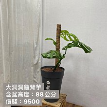 元茂園藝桃園三民店 高品質盆栽專賣/大洞洞龜背芋/稀有大型品種/荷蘭進口盆裝/每單位一盆/陽台用及室內用盆栽