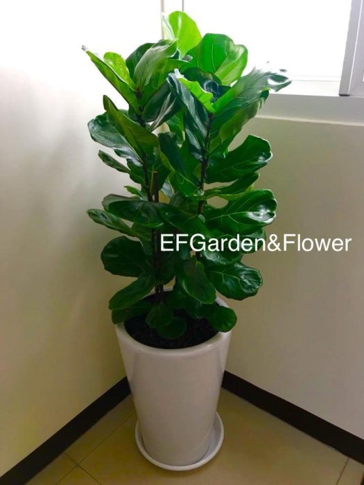 【EF Garden&Flower益豐園藝】琴葉榕