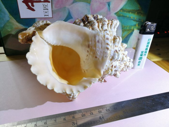 銘馨易拍重生網 107BK212 早期 天然 優美 長炫突角型貝殼（中型）藏品、擺飾 保存現況如圖 特價標售 值得珍藏