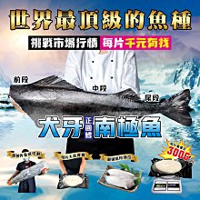 ㊣盅龐水產◇犬牙南極魚輪切(圓鱈)(尾段黑真空袋)◇重量500~1kg/片(包冰15%)◇ 零$1920/kg(不定重)