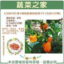 【蔬菜之家滿額免運00G82】大包裝.橘辛橘鬼椒(魔鬼椒)種子0.7克(約150顆)※此商品不適用郵寄掛號※