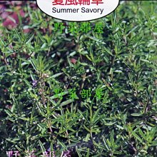 【野菜部屋~】S15 夏風輪草Summer Savory~天星牌原包裝種子~每包17元~