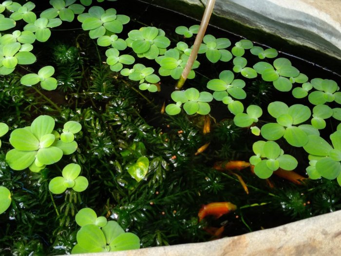 禎安丹雜藝~大型原石魚缸 大石頭植栽 花器花盆  贈 ~水芙蓉植物+水草+金玫瑰魚