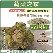 【蔬菜之家滿額免運】大包裝A43-1紅奶油萵苣(佳麗)種子35克(約28000顆)※不適用郵寄掛號配送※