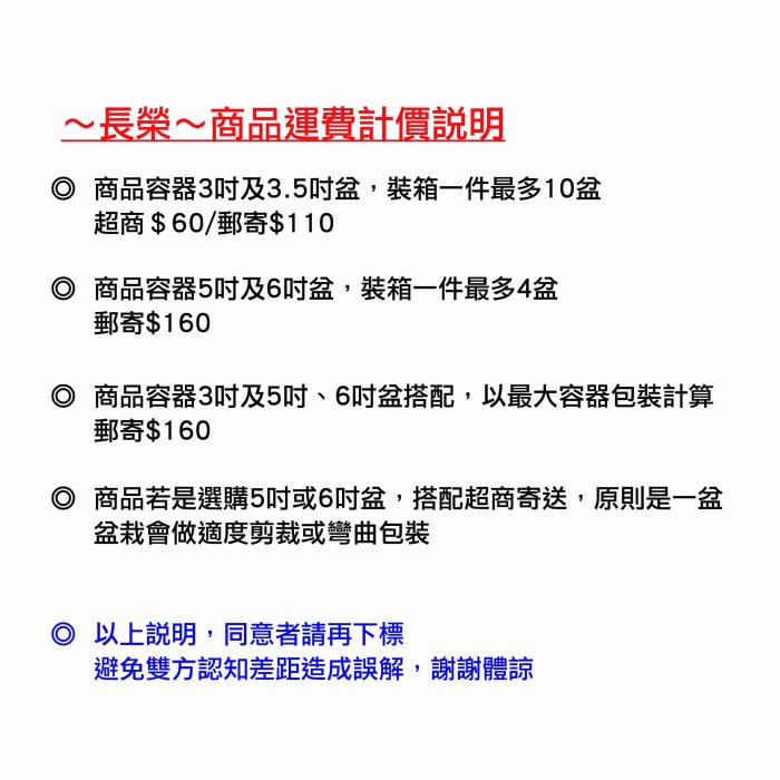 ~長榮~~【南天竹】8吋　日式庭園樹　風水樹　天竹　灌木　天竺子