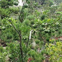 元茂園藝中壢高鐵南路園區-桶柑 七年成樹移植袋裝 大量結果中