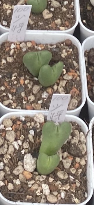 💧多肉植物  少將生石花、石頭玉、番杏科 2吋 穩根 含盆土  實物拍攝 綠化植物可超商郵局取貨