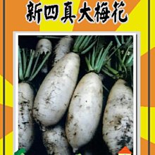 【野菜部屋~】I02新四真大梅花蘿蔔種子5.5公克 , 皮薄 ,每包15元~