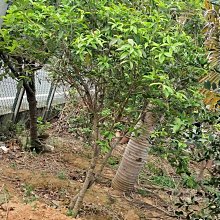 元茂園藝中壢園區 香花/金桂花/10年樹齡移植袋裝