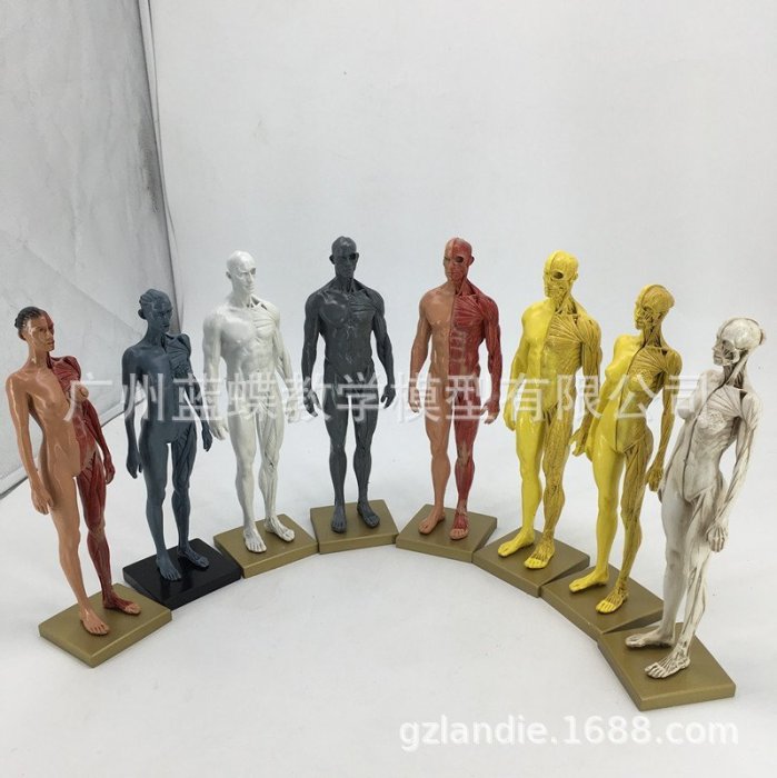 【熱賣精選】30cm藝用人體模型 肌肉骨骼解剖人體結構美術模型 CG繪畫雕塑教學
