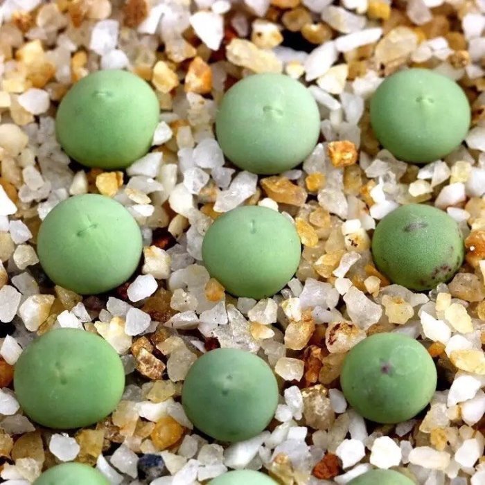 【小鮮肉肉】番杏 肉錐 鴿子蛋 多肉植物種子Conophytum calculus 10粒裝