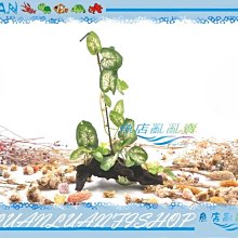 【~魚店亂亂賣~】造景飾品5619202超逼真流木黃金葛藤草(假水草)約14*13*24cm免CO2一樣翠綠