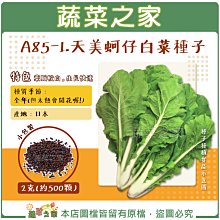 【蔬菜之家滿額免運】A85-1.天美蚵仔白菜種子2克(約500顆)//葉脈較白，生長快速。