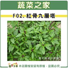 【蔬菜之家滿額免運】F02.紅骨九層塔種子500顆(紅骨羅勒.香味濃.葉片窄.蔬菜種子)