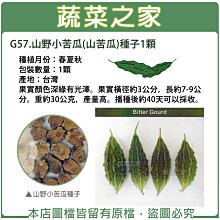 【蔬菜之家滿額免運】G57.山野小苦瓜(山苦瓜)種子1顆(果實顏色深綠有光澤。果實橫徑約3公分，長約7-9公分。)