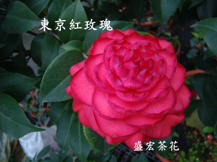 【盛宏茶花】茶花品種︱5吋盆原棵茶花︱東京紅玫瑰