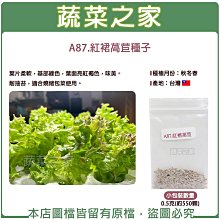 【蔬菜之家滿額免運】A87.紅裙萵苣種子0.5克(約550顆)(葉片柔軟，基部綠色，葉面亮紅褐色，味美。耐抽苔，適合燒烤包菜使用)