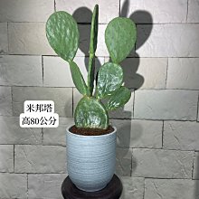 新/芯晨花園桃園三民店/米邦塔/仙人掌系/🐶可愛陽台植物🌵室外陽台盆栽/每單位一盆/銷售快速下標前請先確認是否現場還有現貨/宅配限北部地區