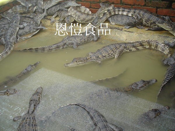 (台中恩愷食品) 鱷魚整隻批發一斤400  另有: 鹿肉批發零售.鱷魚肉零售.鹿肉宅配.鱷魚肉宅配.鹿肉料理.鱷魚肉料理