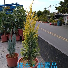 花花世界-庭園造景植物*黃金千層龍柏*7吋盆/高25-40cm/ 限量出售/MA*無法超取*