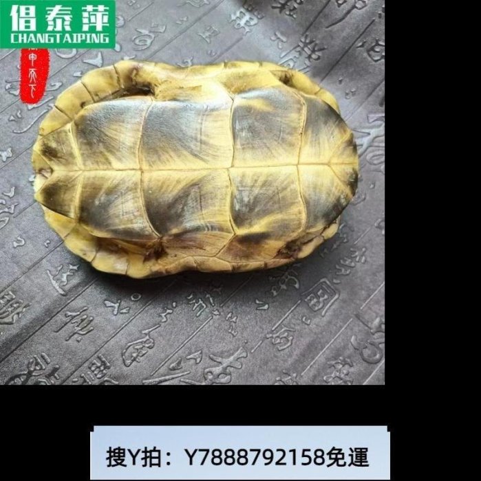 “算卦”天然手真整殼草龜搖卦龜甲龜苓膏原料文盤玩玩把件完不掉皮