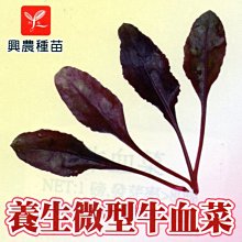 【野菜部屋~】A26 養生微型牛血菜種子2公克 , 易栽培 , 採收快 , 每包15元~