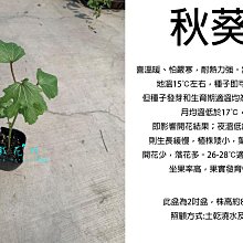 心栽花坊-秋葵/秋葵苗/3吋/實生苗/水果苗/售價40特價30