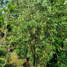 元茂園藝龍潭園區/華山柏 七年樹齡移植袋裝