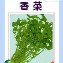 【野菜部屋~】O01 香菜種子10公克 , 俗稱~莞荽 , 每包15元~