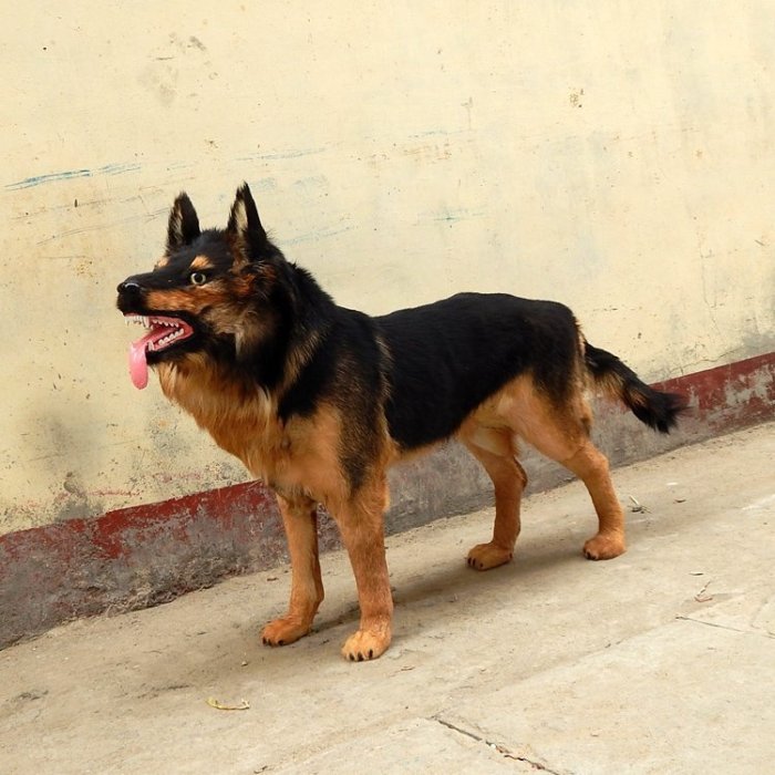 熱銷 識唄V仿真大黑狗模型狼狗擺件大型犬仿真皮毛動物工藝品影視道具裝飾品