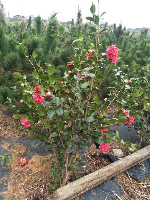 元茂園藝中壢高鐵南路園區 山茶花/紅茶花 實品拍攝免運費宅配 地上現挖帶完整土球出貨