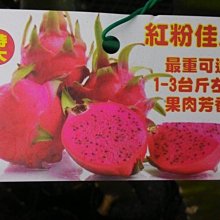 (缺貨中)花花世界-水果苗**紅粉佳人火龍果**4.5吋盆/高35-40cm/大果/MA