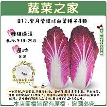 【蔬菜之家滿額免運】B11.紫月紫結球白菜種子4顆(一代交配，外葉紫色，內葉紫紅色。葉柄薄，花青素含量高。不耐抽苔)