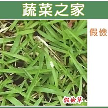 【蔬菜之家滿額免運】M04.假儉草種子1.3克(約650顆)//種植適溫:20~35。c