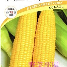 【野菜部屋~中包裝】N05 黃金水果玉米種子半磅(約1800顆種子) , 果穗比一般的大 , 甜度高 , 品質棒 ~