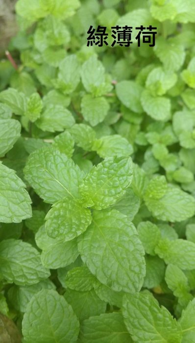 禎豐美~  香草種子栽培組    迷迭香    巴西里  奧勒岡  薄荷  甜羅勒