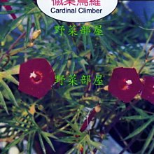 【野菜部屋~】Y51 槭葉蔦蘿Cardinal Climber~天星牌原包裝種子~每包17元~