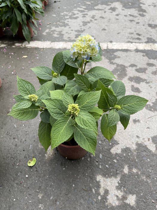 ^花草巷弄^ 6吋盆 // 繡球花 // 無盡夏 // 藍色 // 觀花植物